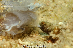Sailfin Blenny taking his dinner. The size of this Guys i... by Pedro Padilla 